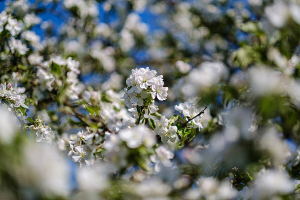 цвітіння яблуні в сільському саду влітку. крупним планом деталі
 - Фото, зображення