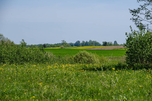 flores de dente-de-leão amarelo no prado verde no verão
 - Foto, Imagem