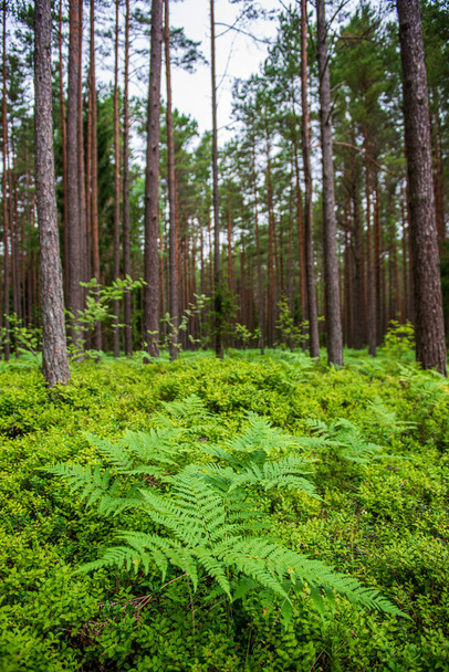 muschio verde su bosco in foresta di alberi misti con tronchi d'albero un
 - Foto, immagini
