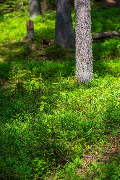 groene mos op bosbed in gemengde boombos met boomstammen een - Foto, afbeelding