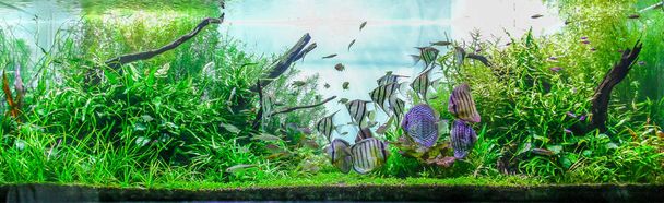Барвистий посадив акваріум фону з освітою тропічних риб прісноводні Angelfish, дискус і Тетра - Фото, зображення