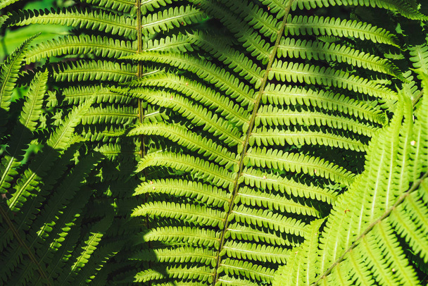 Grote groene bladeren van Fern close-up. Gedetailleerde achtergrond van groot loof met Kopieer ruimte. Getextureerde blad van hemidictyaceae. - Foto, afbeelding
