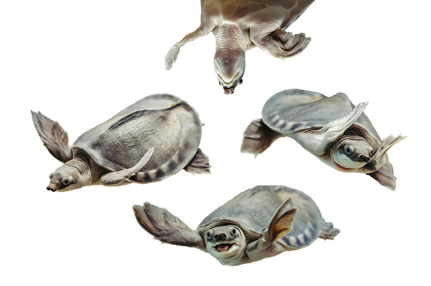 carettochelys insculpta. Sammlung lustiger Schildkröten auf weißem Hintergrund. isoliertes Bild von Wassertieren. Fröhliches Reptil in verschiedenen Posen aus nächster Nähe. - Foto, Bild