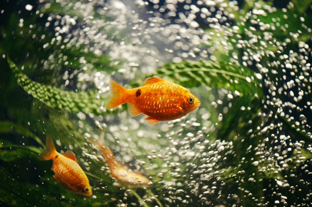 Barbus dans l'aquarium. Du poisson doré. Des bulles. Tourbillon
. - Photo, image