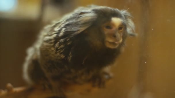 dwarf white-eared monkey - Кадры, видео