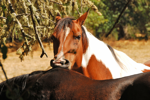 mordida de cavalo
 - Foto, Imagem