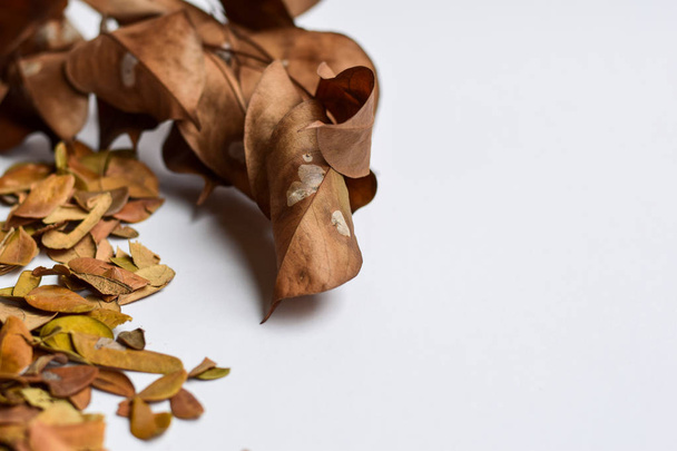 Folhas de outono isoladas em fundo branco - Lugar para o seu texto de design
 - Foto, Imagem