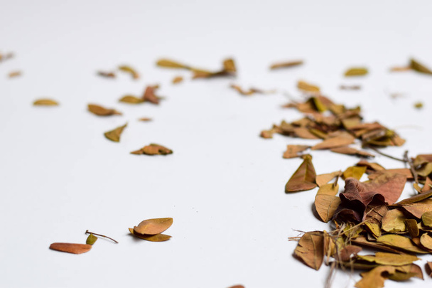 Podzimní listí izolované na bílém pozadí-místo pro návrh textu - Fotografie, Obrázek