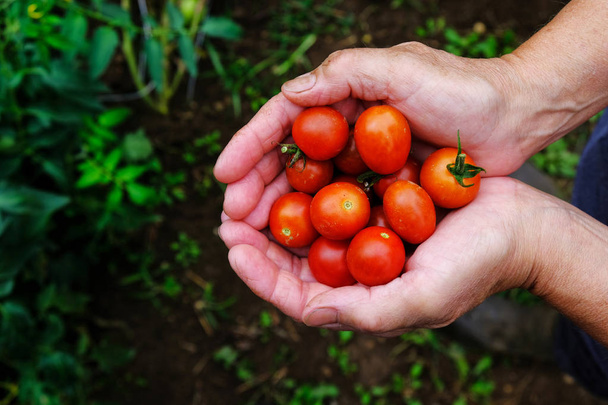 Hands holding cherry tomatoes - Foto, afbeelding