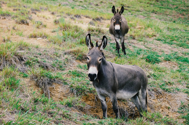 Dois mini burros olhando para a câmera
. - Foto, Imagem
