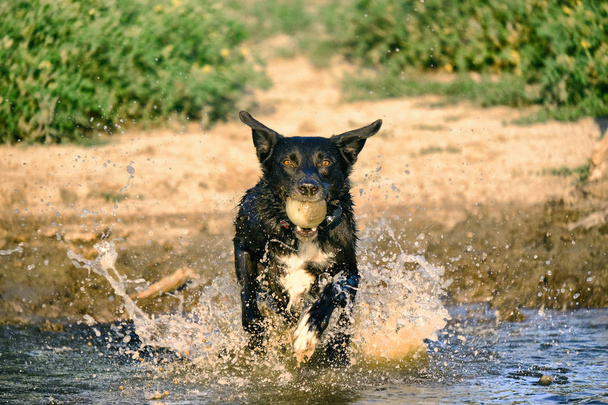 perro corriendo a través del agua - Foto, Imagen