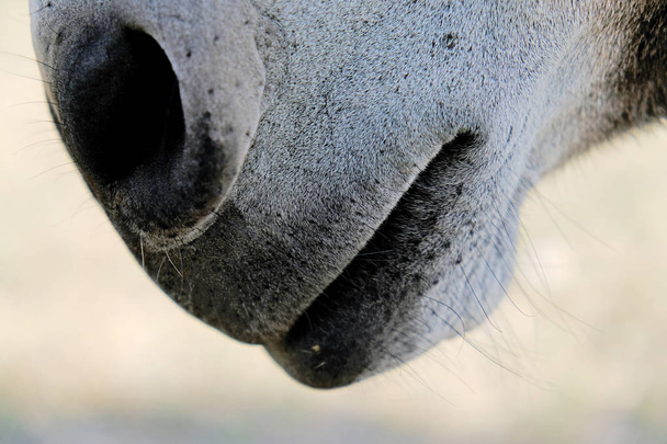 Mini osioł nos bliska - Zdjęcie, obraz