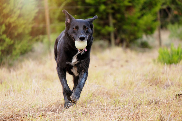 Black rescue dog playing fetch. - Photo, Image
