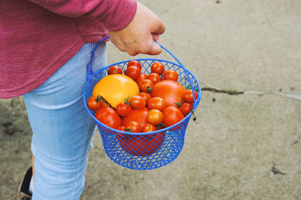 Raccolta di pomodori maturi
 - Foto, immagini