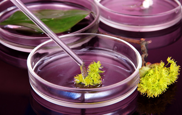 Chemical research in Petri dishes on dark purple background - Φωτογραφία, εικόνα
