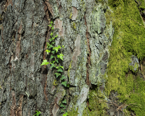 nuori vihreä oksa kasvaa vanha puinen kanto, log, puun kuori
  - Valokuva, kuva