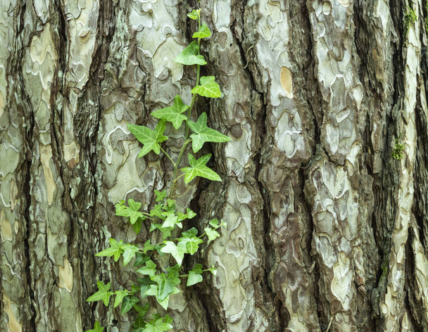 fiatal zöld ág nő egy régi fatönk, rönk, fa kéreg  - Fotó, kép