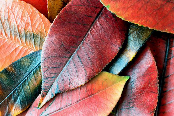 Barevné podzimní listí. Abstraktní pozadí. - Fotografie, Obrázek