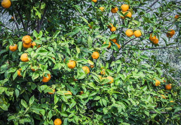 Mandarin garden - Trees with ripe fruits - Foto, afbeelding