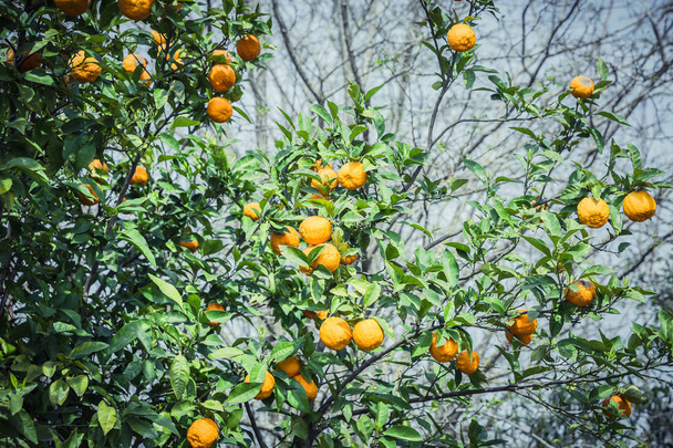 Mandarin garden - Trees with ripe fruits - Foto, Bild