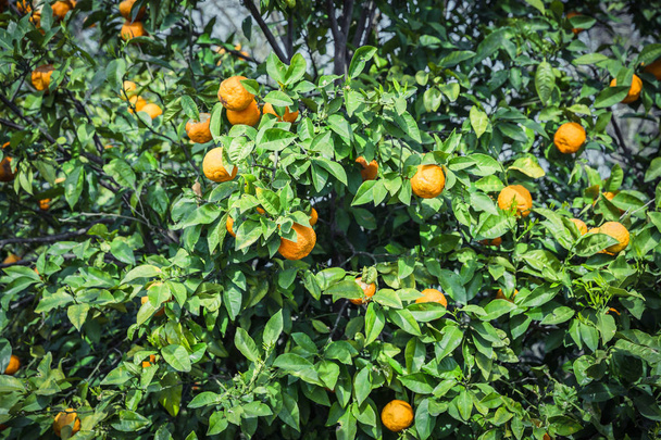 Mandarin garden - Trees with ripe fruits - Foto, immagini