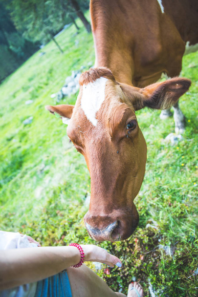 Feeding a cow on an idyllic meadow in the European alps, Austria - Photo, image