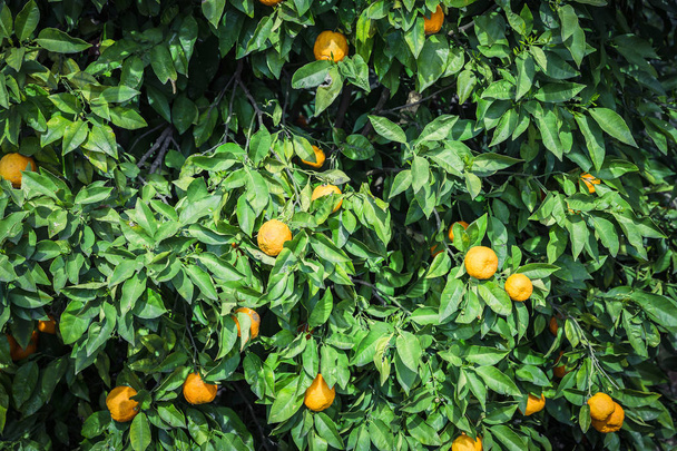 Mandarin garden - Trees with ripe fruits - Foto, Imagem