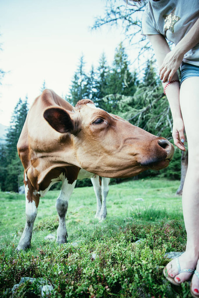 Feeding a cow on an idyllic meadow in the European alps, Austria - Photo, image