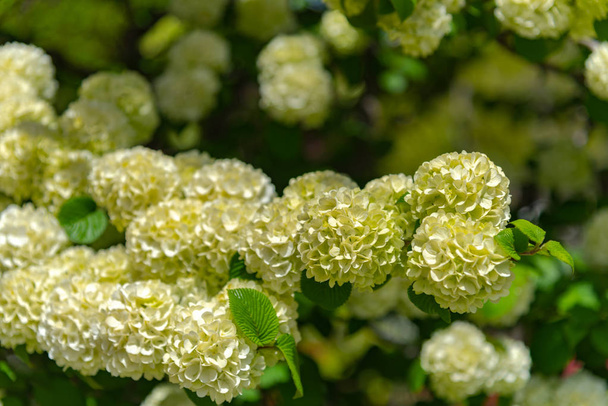 Pleine floraison de viburnum plicatum, également connu sous le nom de fleurs de boule de neige japonaise (oodemari) au printemps journée ensoleillée au parc de fleurs Ashikaga, préfecture de Tochigi, destination de voyage célèbre au Japon
 - Photo, image