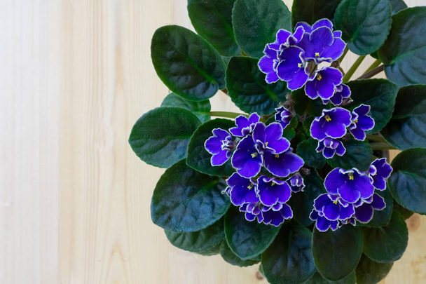 Bright purple African violet flower on wooden table, top view, cozy home decor, copy space - Фото, зображення