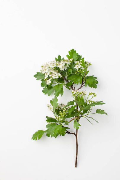 Branch with white Hawthorn flowers on white background - Photo, Image