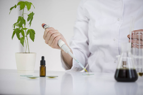 Scientist checking a pharmaceutical cbd oil in a laboratory on watch glass - Fotoğraf, Görsel