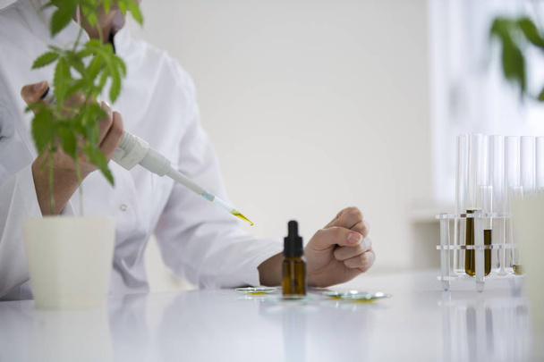 Naukowiec sprawdzanie oleju farmaceutycznego CBD w laboratorium na szkło zegarowe - Zdjęcie, obraz