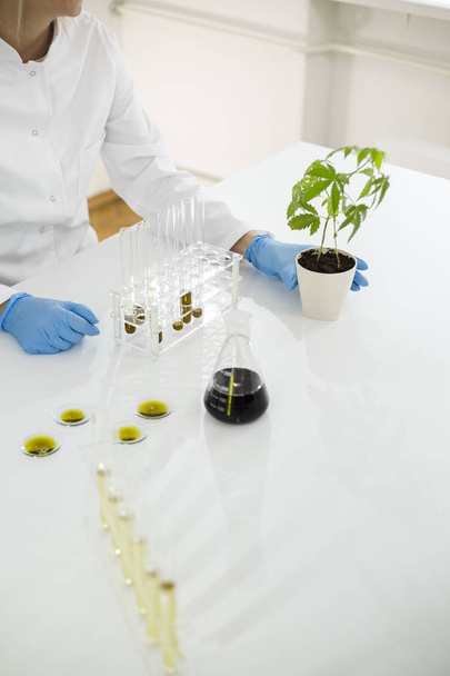 Scientist checking the marijuana plant progress in a laboratory - Foto, imagen