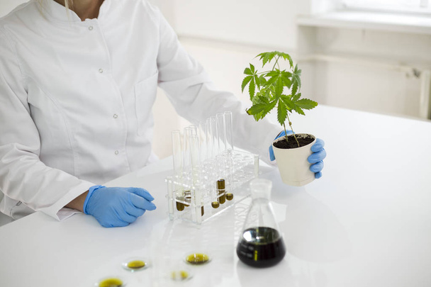 Tutkija, joka tutkii marihuanalaitosten edistymistä laboratoriossa
 - Valokuva, kuva