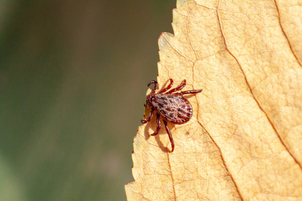 Een gevaarlijke parasiet en infectie drager mijt - Foto, afbeelding