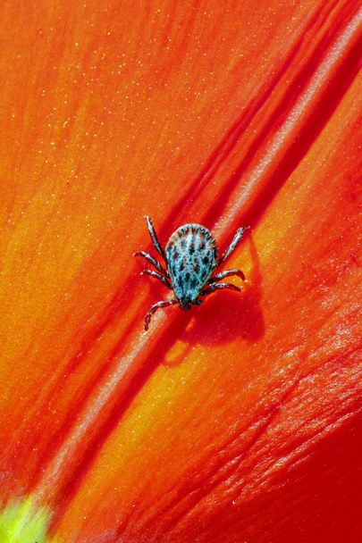 ixodic tick on a red flower - Photo, Image