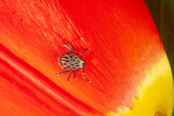ixodic tick on a red flower - Photo, Image