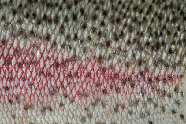 Текстура кожи лосося без чешуи
. - Фото, изображение