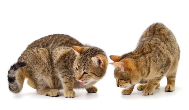 Dos gatos de casa marrones
. - Foto, Imagen