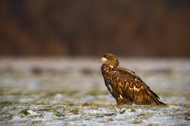 Молодой белохвостый орел, палиеет альбицилла, зимой сидит на снегу
. - Фото, изображение