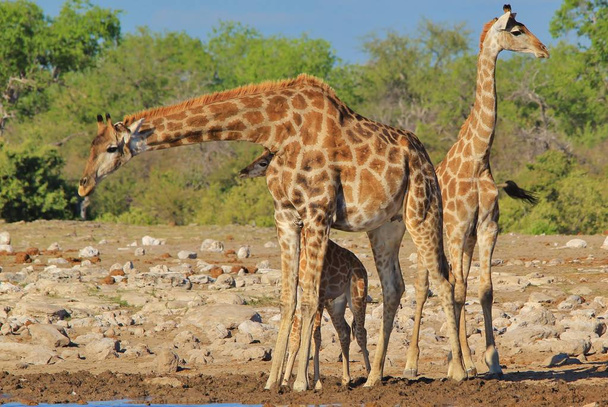 Сцена из красивых жирафов в Саванне
  - Фото, изображение