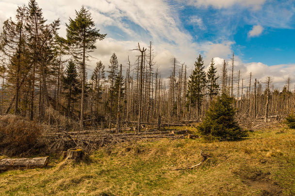 Régi száraz vad és kivágott fa és felhős égbolt  - Fotó, kép