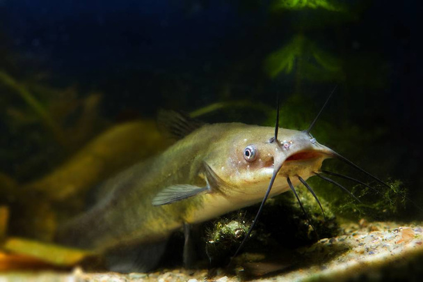 large mouth of a juvenile dangerous freshwater predator channel catfish, Ictalurus punctatus, lives in cold-water reservoir biotope fish aquarium - Photo, Image