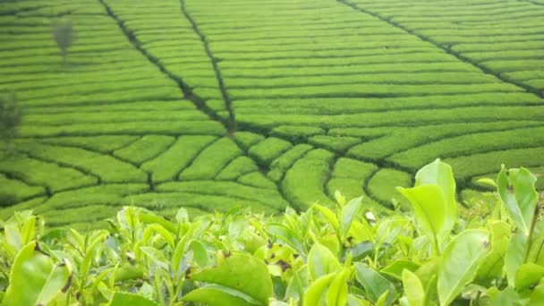 piękne wideo naturalnej scenerii zielonej herbaty plantacji w Azji - Materiał filmowy, wideo