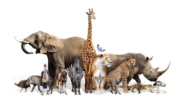 Safari Wildlife Group на белом
 - Фото, изображение