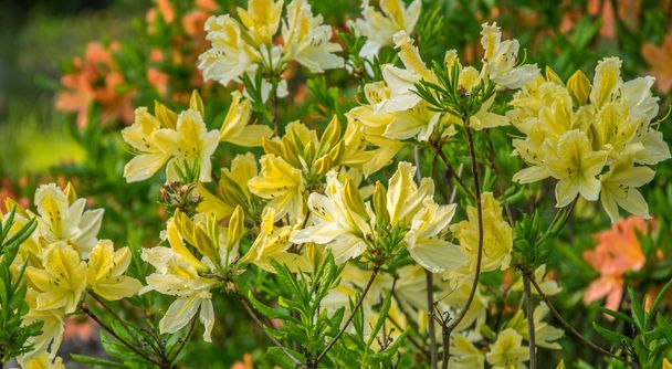 Κίτρινο Azalea, Rhododendron molle, θάμνος ανθίζει την άνοιξη - Φωτογραφία, εικόνα