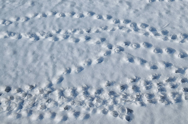 rastros de aves en la nieve
. - Foto, Imagen