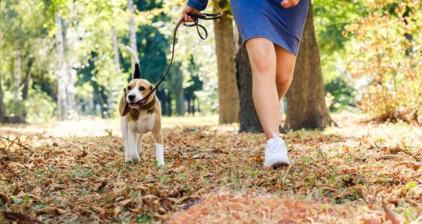 girl running with beagle dog - Foto, afbeelding