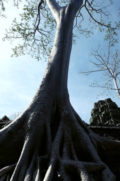 Ogromny korzeń drzewa Banyan i jego gładkie białe tułowia. Ciepłe słoneczne dni i czyste niebo. - Zdjęcie, obraz